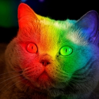 Multicoloured cat