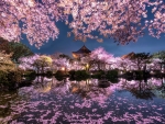 Sakura Garden