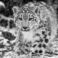 Snow Leopard