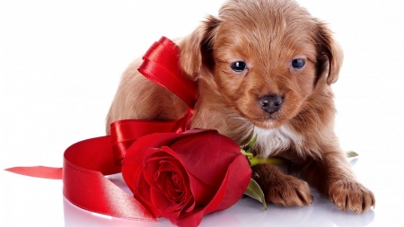 Puppy With Red Rose - red, animal, rose, cute, flowers, puppy, dog