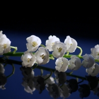 Lily of the Valley