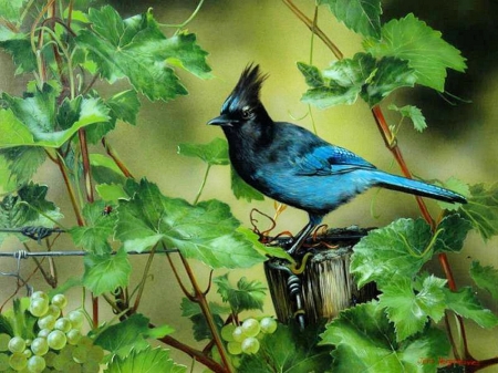 Vinyard Visitor - grapes, bird, blue, painting, artwork