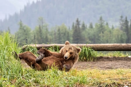 I've Fallen and Can't Get Up !! - bear, trees, nature, animals