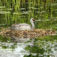 Crane in Nest