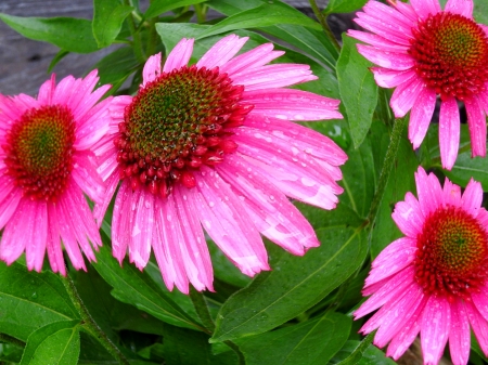 Coneflowers And Raindrops - Summer, Nature, Flowers, Raindrops, Photography