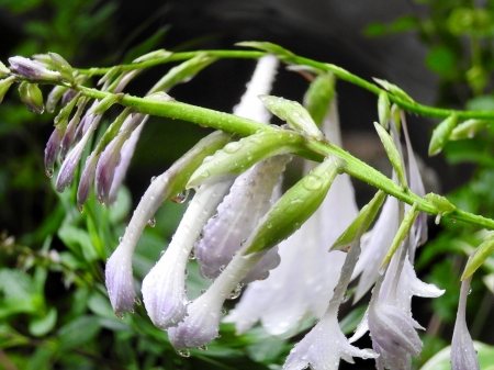 Stems Of Hostas - Summer, Nature, Flowers, Raindrops, Fisheye Photography, Photography, Hostas