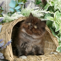 Kitty in basket