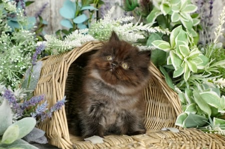 Kitty in basket - sweet, flowers, fluffy, pet, kitten, cute, plants, adorable, kitty