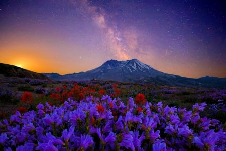 Mountain wildflowers at sunset - wildflowers, sunset, beautiful, meadow, mountain, sky