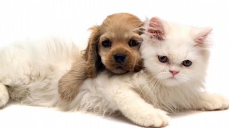 Puppy and Kitten