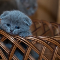 Blue Baby Kitten in a Basket