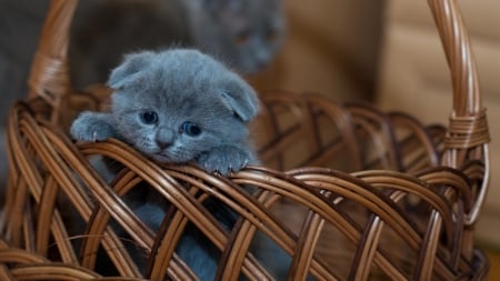 Blue Baby Kitten in a Basket - baby, cat, blue, animal, basket, cute, kitten