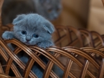 Blue Baby Kitten in a Basket