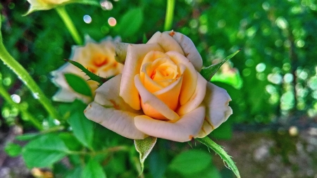 Yellow Rose - flowers, nature, yellow, macro, rose, petals