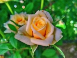 Yellow Rose