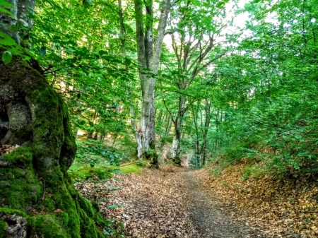 Nature is everything - nature, path, trees, beautiful