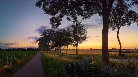 Sunset at country road - road, sunset, tree, sun