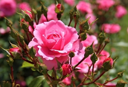 Pink Roses - garden, flower, pink, rose