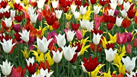 Tulips - colors, tulip, amazing, flower