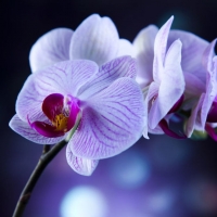 Orchids