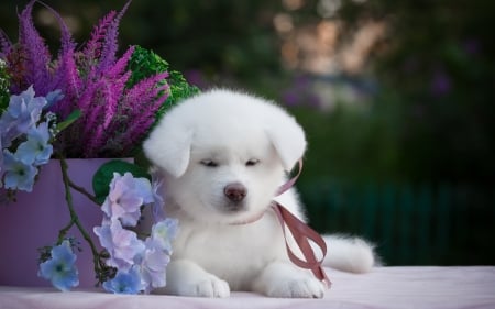 White puppy - animal, white, flowers, puppy