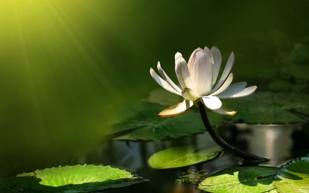 Waterlily - petals, water, leaves, blossom, pond