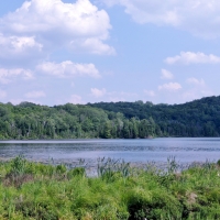 Beautiful Summer Swamp