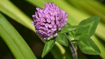 July Clover - Purple, Weed, Flower Photo, Clover, Green Leaves, Green, Purple Flower, Photo, Flower