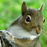 Curious Squirrel