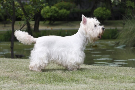 Scottish Dog Breeds - West Highland Terrier - terriers, west highland terrier, scottish dogs, scottish dog breeds