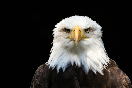 Bald Eagle - bird, eyes, eagle, animal