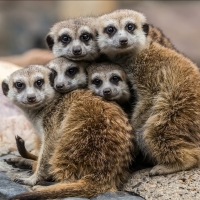 5 Cute Meerkats