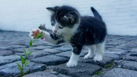 Baby Kitten - animal, flowers, cat, kitten