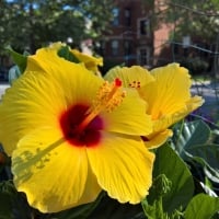 Yellow Hibiscus