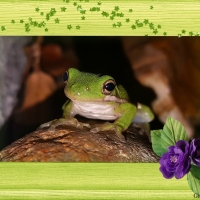 GREEN TREE FROG