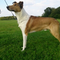 Scottish Dog Breeds - Smooth Collie