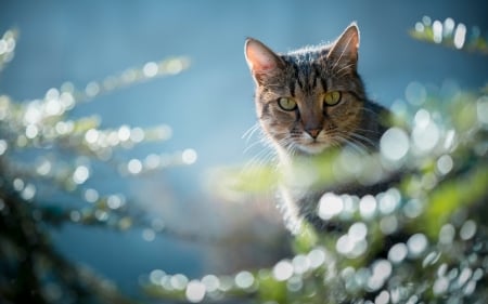 Cat - pisici, bokeh, animal, cat