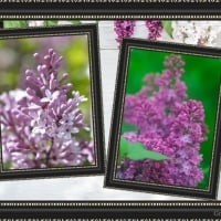 FRAMED LILACS