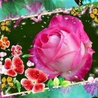 PRETTY PINK ROSE