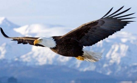 Eagle - Eagle, Animal, Other, Flying