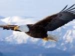 Eagle