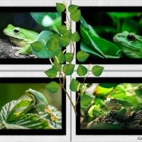 FOUR FRAMED FROGS