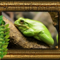 GREEN FROG