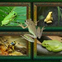 FRAMED FROGS