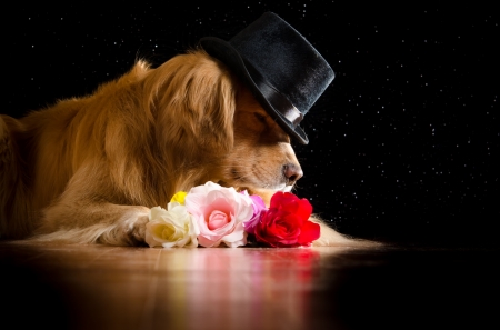 :-) - hat, romantic, dog, flower, golden retriever, black, funny, red, valentine, rose, cute, caine