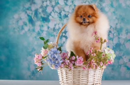 ♡ - flowers, basket, dog, spitz