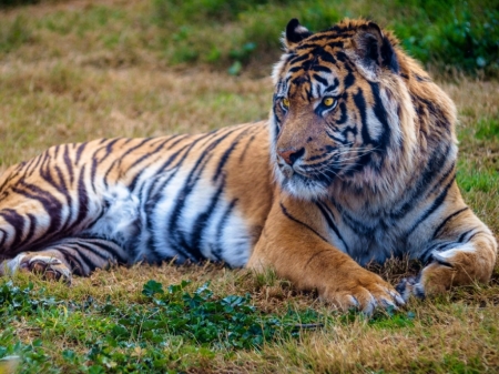 BIG TIGER - cat, big, animal, tiger