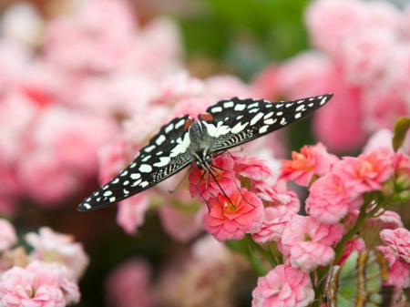 BEAUTIFUL BUTTERFLY - IMAGE, BEAUTIFUL, BUTTERFLY, FLOWERS