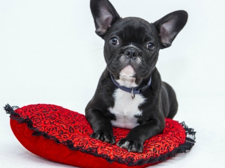 PUPPY ON PILLOW