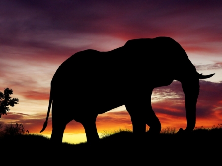 ELEPHANT AT DUSK